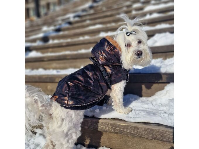 Mila Pet Fashion Zimska nepromočiva jakna za pse Golden Black 006