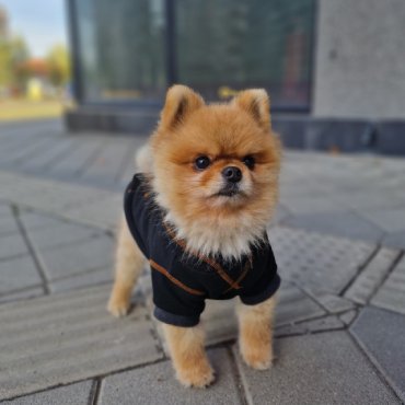 Mila Pet Fashion Termo duks za pse Golden Black na shoppster